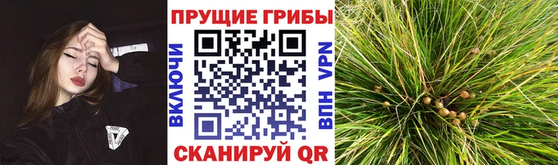 хочу наркоту  Крым  Галлюциногенные грибы MAGIC MUSHROOMS 
